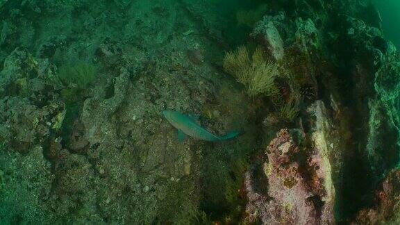 鹦嘴鱼在海底的珊瑚礁里游泳