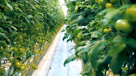 温室里有很多绿色的番茄丛