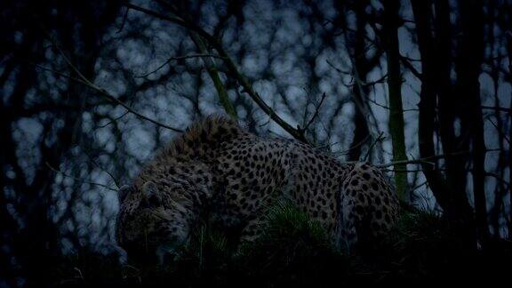 猎豹在晚上蹲下悄悄地离开
