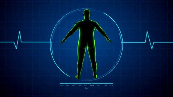 正常男人体型与偏胖3d医学动画