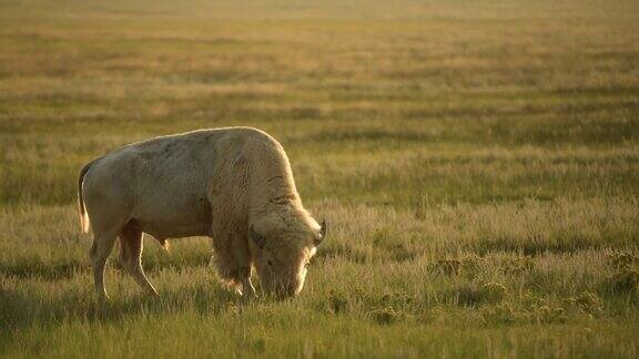 野生白化美洲野牛和草原