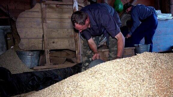 人们用木桶从燕麦堆中拉出燕麦粒用专用机器筛选
