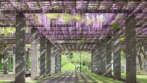 日本紫藤格子花的透视