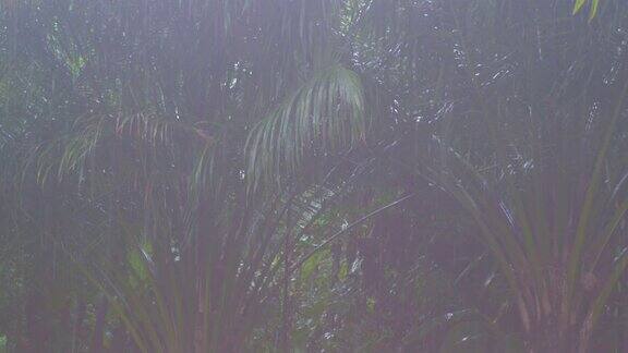 近距离热带暴雨在丛林背景下的绿色森林与一棵棕榈树