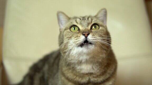 一只英国品种的猫用舌头舔脸慢动作