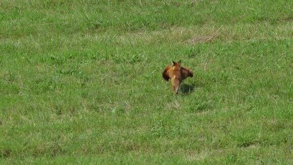 红狐在农场偷鸡和跑进森林狐狸拖着死去的大鸡野生红狐(VulpesVulpes)在林边的野外觅食自然中的野生动物野兽的猎物