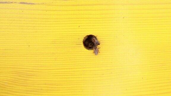 蜜蜂绕着蜂巢的入口飞来飞去