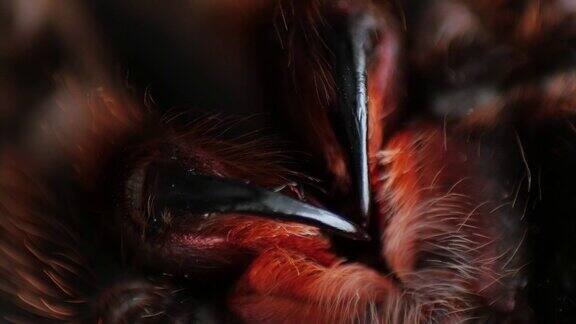 多毛大蜘蛛下颚螯肢螯肢玫瑰grammomoola旋转极端宏观接近