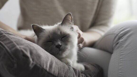 一位妇女躺在柔软的垫子上抚摸着她的猫