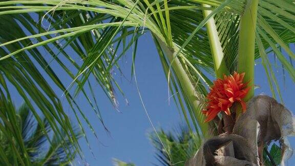 棕榈树和热带花卉