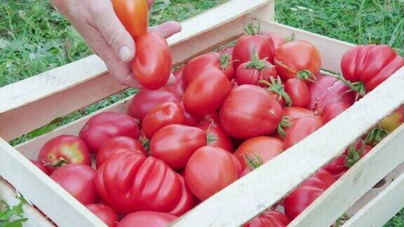 农民收获西红柿把它们放在一个盒子里成熟的红番茄装在木盒里收获一个番茄