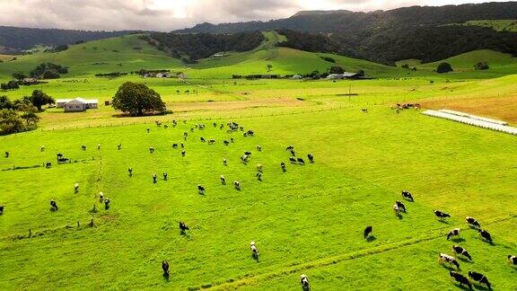 鸟瞰图奶牛农场新南威尔士州澳大利亚