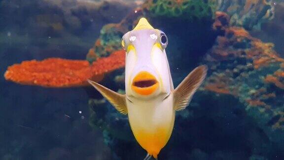麒麟鱼在水下世界的深海动物和珊瑚与海葵