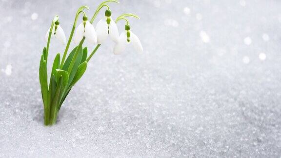 雪花莲在早春从雪下辟出一处题字早春的森林里脆弱的雪花莲