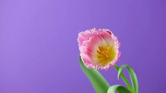 郁金香鲜艳的粉红色白色郁金香花的时间盛开在紫色或紫色的背景时光流逝郁金香一束春花开放特写假日花束4kUHD视频
