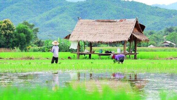 农民们正在稻田里种植水稻