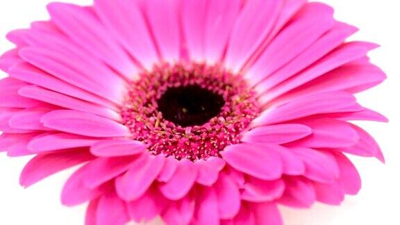 白色背景上的粉红色雏菊花
