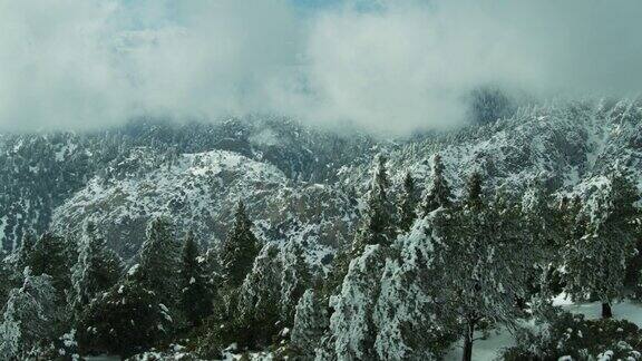 无人机飞越被雪压弯的树覆盖的山脊