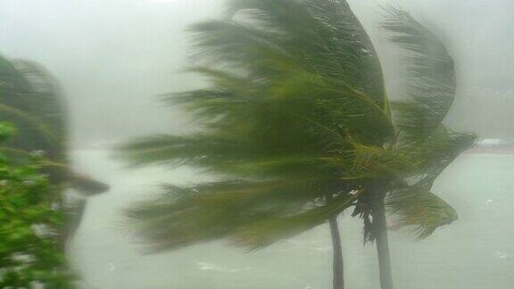 棕榈树在大雨和强风下从被雨淋透的窗户射了出去热带风暴