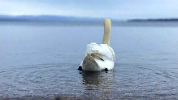 日内瓦湖上沉默的天鹅