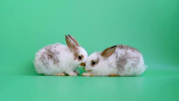 两只可爱的棕色图案的小兔子一起吃蔬菜
