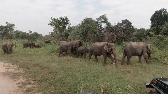 在野外进食的大象家族