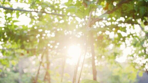 百香果树是在有机农场生产的无化学品农业4k慢动作