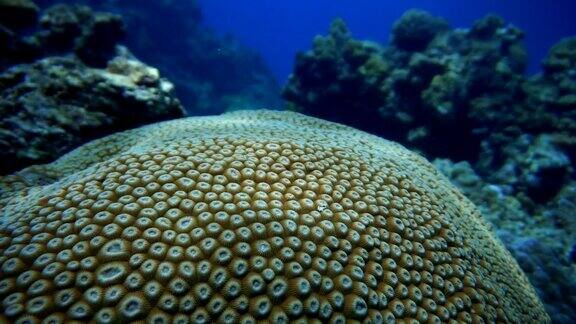 月亮珊瑚(Favia)礁脆弱的生态系统海洋环境近距离泰国甲米KohHaa