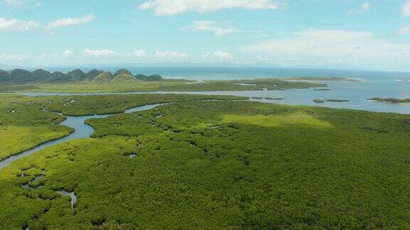 红树林和河流鸟瞰图