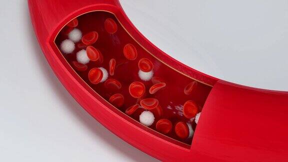 在血管中流动的红细胞和白细胞3d渲染