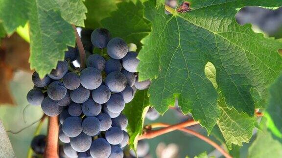 波尔多葡萄园在酿酒厂的藤上成熟的红梅洛葡萄酒葡萄