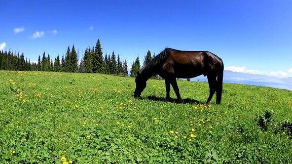 在草原山上吃草的马