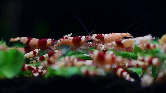 水晶红蜜蜂虾喂养水族馆台湾蜜蜂爱好4k