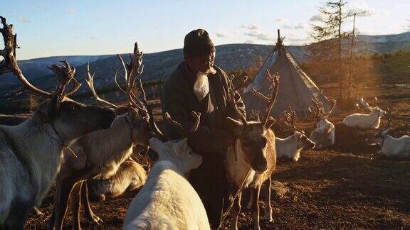 蒙古人放牧驯鹿