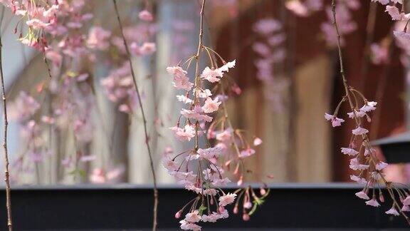 樱花的花将日本秋田犬