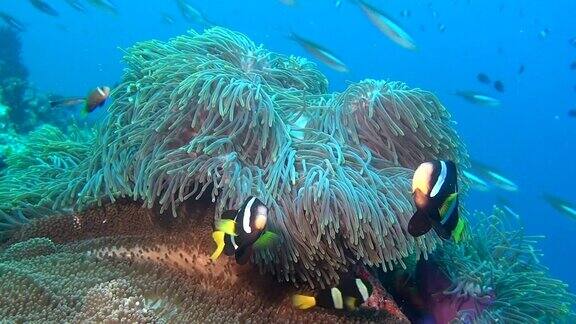 海葵和明亮的小丑鱼在清澈的马尔代夫海底