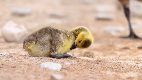 一只小鹅叫做小鹅大约需要一个月的时间孵化婴儿全身覆盖着柔软的羽毛