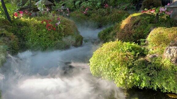 在花园有雾和蒸汽