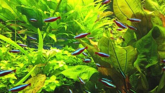 生长着绿色水下植物的热带鱼