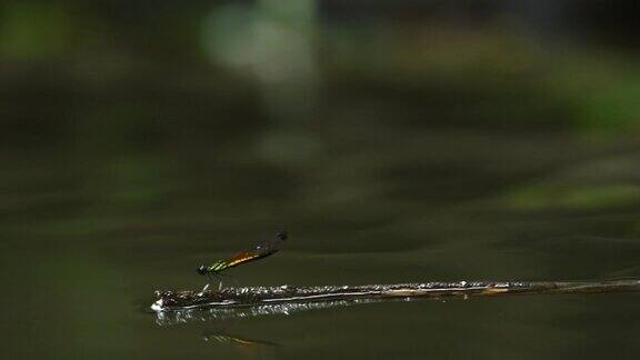 蜻蜓站在水中的小树枝上
