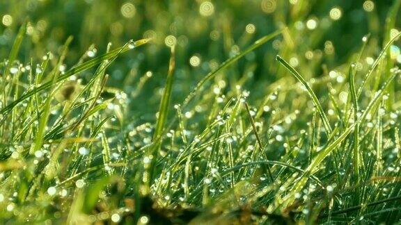 模糊的绿草背景与水滴和晨露近距离观察