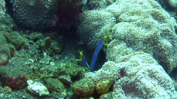 两条蓝带鳗鱼(Rhinomuraenaquaesita)共用一个洞