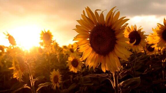 一片盛开的向日葵在夕阳的背景下是美丽的