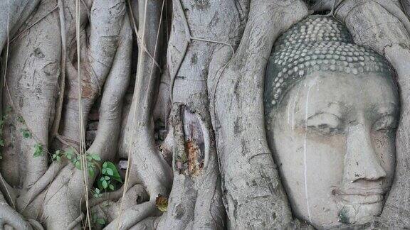 泰国大城府的树根佛像头