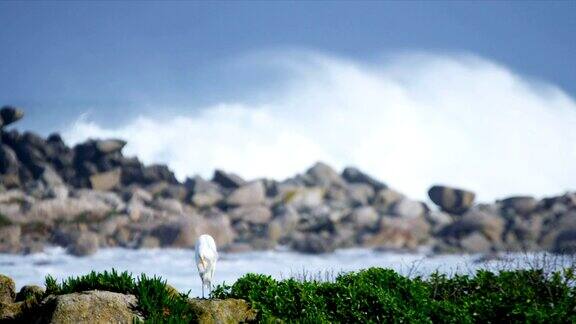 海鸟栖息在汹涌的海浪之上的岩石上
