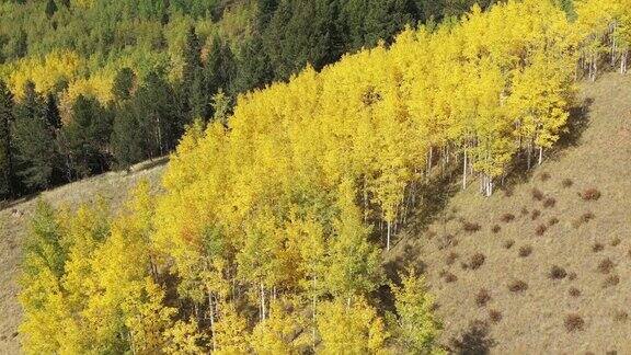 金色的白杨树在山上的草地维克多科罗拉多州美国