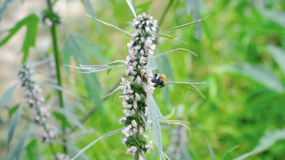 大黄蜂在益母草开花