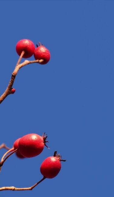 红色的浆果在蓝天的衬托下随风摇曳