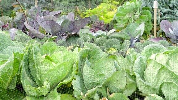 花园里种着绿色蔬菜