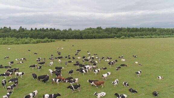 牛在牧场上吃草
